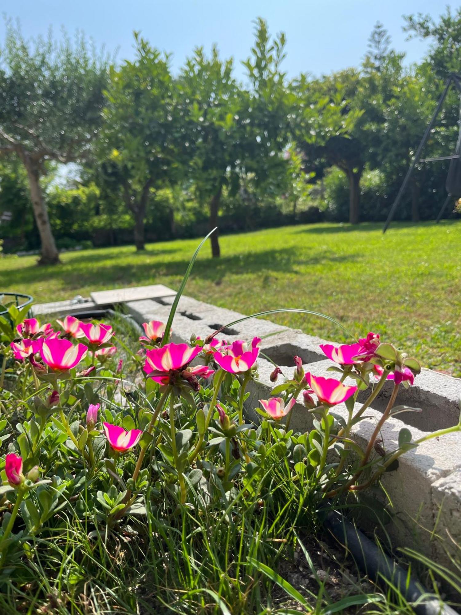 B&B Da Francesco Paestum Kültér fotó